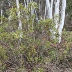 Hakea dactyloides at Currawang, NSW - suppressed