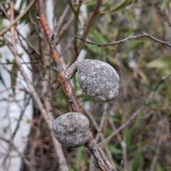 Hakea dactyloides at Currawang, NSW - suppressed