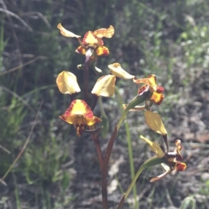 Diuris pardina at Downer, ACT - suppressed