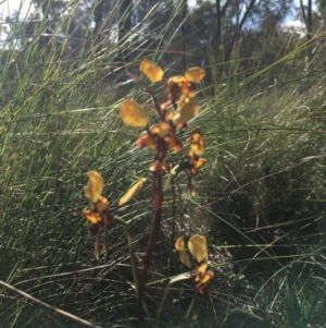 Diuris pardina at Downer, ACT - suppressed