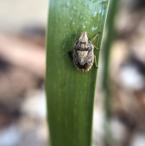 Alcaeus varicornis at Belconnen, ACT - 3 Oct 2021