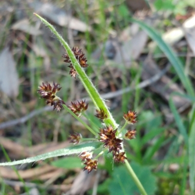 Luzula densiflora (Dense Wood-rush) at Hawker, ACT - 25 Sep 2021 by sangio7