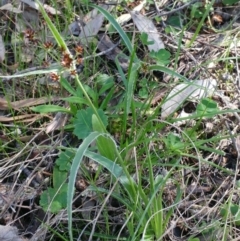 Luzula densiflora at Hawker, ACT - 25 Sep 2021