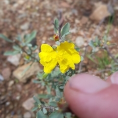 Hibbertia obtusifolia (Grey Guinea-flower) at Paddys River, ACT - 2 Oct 2021 by jeremyahagan