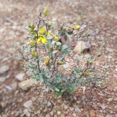 Hibbertia obtusifolia at Paddys River, ACT - 2 Oct 2021 10:06 AM