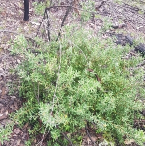 Persoonia rigida at Paddys River, ACT - 2 Oct 2021 08:35 AM