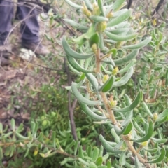 Persoonia rigida at Paddys River, ACT - 2 Oct 2021 08:35 AM