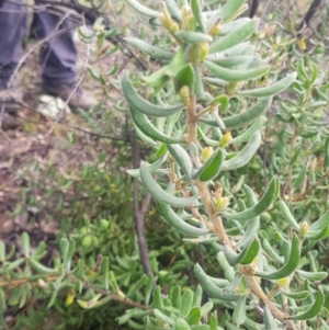 Persoonia rigida at Paddys River, ACT - 2 Oct 2021 08:35 AM