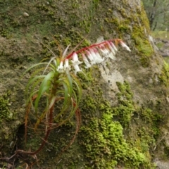 Dracophyllum secundum at Colo Vale, NSW - 1 Oct 2021 by Curiosity