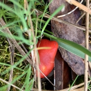 Hygrocybe sp. ‘red’ at Nanima, NSW - 3 Oct 2021