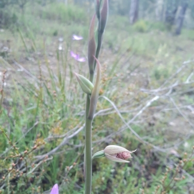 Calochilus platychilus (Purple Beard Orchid) at Bruce, ACT - 2 Oct 2021 by mlech