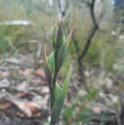 Calochilus sp. (A Beard Orchid) at Bruce, ACT - 3 Oct 2021 by mlech
