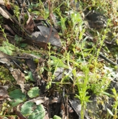 Cyrtostylis reniformis (Common Gnat Orchid) at Molonglo Valley, ACT - 2 Oct 2021 by mlech