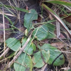 Pterostylis sp. (A Greenhood) at Downer, ACT - 3 Oct 2021 by mlech