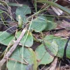 Pterostylis sp. at Downer, ACT - suppressed