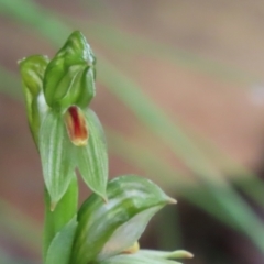 Bunochilus umbrinus (ACT) = Pterostylis umbrina (NSW) (Broad-sepaled Leafy Greenhood) at Cotter River, ACT by SandraH