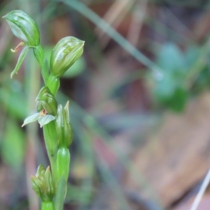 Bunochilus umbrinus (ACT) = Pterostylis umbrina (NSW) at suppressed - 3 Oct 2021