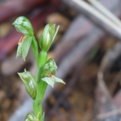 Bunochilus umbrinus at suppressed - 3 Oct 2021