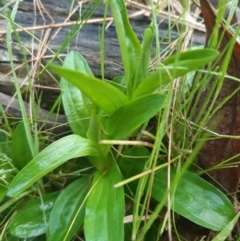 Centaurium sp. (Centaury) at Downer, ACT - 3 Oct 2021 by mlech