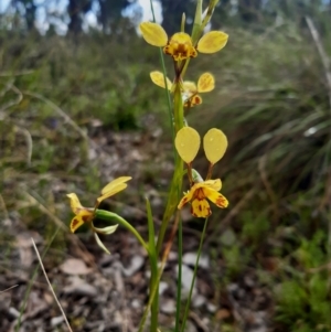 Diuris nigromontana at Downer, ACT - suppressed