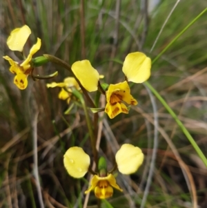 Diuris nigromontana at Downer, ACT - suppressed