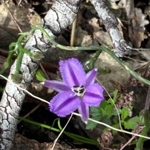 Thysanotus patersonii at Kambah, ACT - 3 Oct 2021