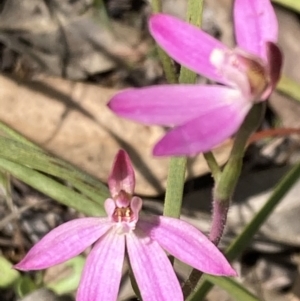 Caladenia carnea at Fisher, ACT - suppressed