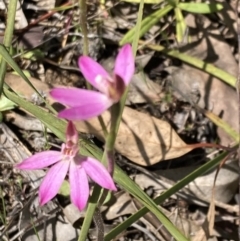 Caladenia carnea at Fisher, ACT - suppressed