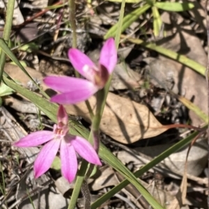 Caladenia carnea at Fisher, ACT - suppressed