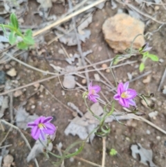 Thysanotus patersonii at Stromlo, ACT - 3 Oct 2021