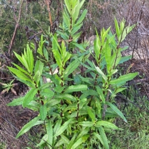 Senecio linearifolius var. latifolius at Paddys River, ACT - 3 Oct 2021