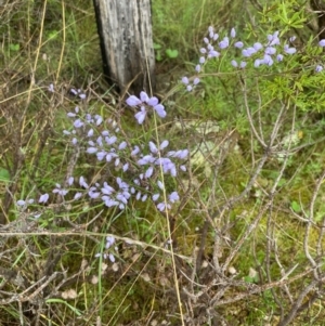 Comesperma volubile at Paddys River, ACT - 3 Oct 2021