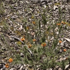 Dillwynia sericea (Egg And Bacon Peas) at Mount Taylor - 3 Oct 2021 by George