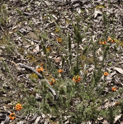 Dillwynia sericea (Egg And Bacon Peas) at Fisher, ACT - 3 Oct 2021 by George