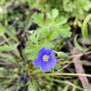 Erodium crinitum at Googong, NSW - 3 Oct 2021 11:10 AM