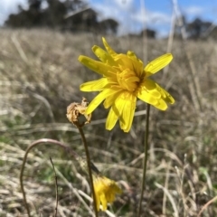 Microseris walteri (Yam Daisy, Murnong) at Googong, NSW - 3 Oct 2021 by Wandiyali