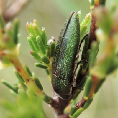 Melobasis propinqua (Propinqua jewel beetle) at Mount Painter - 1 Oct 2021 by CathB