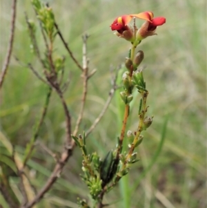 Melobasis propinqua at Cook, ACT - 1 Oct 2021 01:14 PM