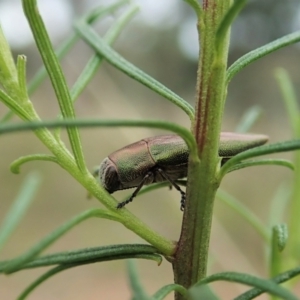 Melobasis propinqua at Cook, ACT - 1 Oct 2021 01:14 PM