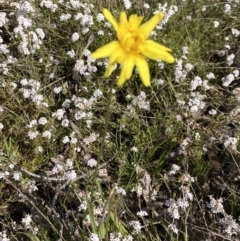 Microseris walteri (Yam Daisy, Murnong) at Kambah, ACT - 3 Oct 2021 by George