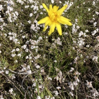 Microseris walteri (Yam Daisy, Murnong) at Mount Taylor - 2 Oct 2021 by George