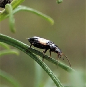 Sarothrocrepis civica at Cook, ACT - 1 Oct 2021