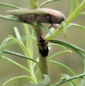 Sarothrocrepis civica at Cook, ACT - 1 Oct 2021