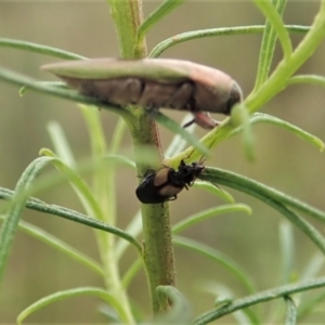 Sarothrocrepis civica at Cook, ACT - 1 Oct 2021