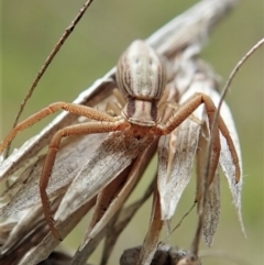 Runcinia acuminata (Pointy Crab Spider) at Cook, ACT - 1 Oct 2021 by CathB