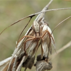 Runcinia acuminata at Cook, ACT - 1 Oct 2021 01:43 PM