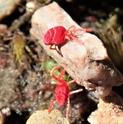 Trombidiidae (family) (Red velvet mite) at Mount Painter - 26 Sep 2021 by CathB