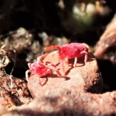 Trombidiidae (family) at Cook, ACT - 26 Sep 2021