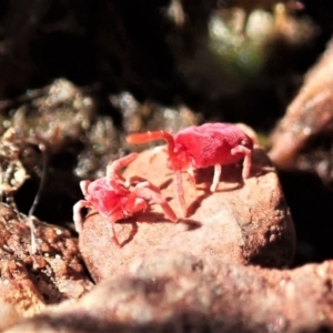 Trombidiidae (family) at Cook, ACT - 26 Sep 2021 03:06 PM