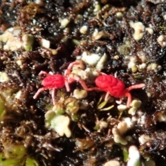 Trombidiidae (family) at Cook, ACT - 26 Sep 2021 03:06 PM